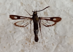 Chamaesphecia nigrifrons