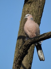 Streptopelia chinensis