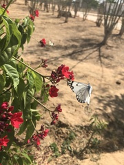 Lepidoptera