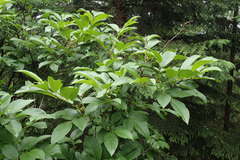 Rhamnus fallax