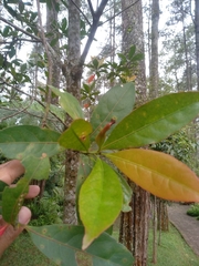 Elaeocarpus decipiens