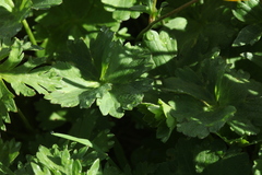 Ranunculus breyninus