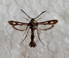 Chamaesphecia nigrifrons