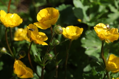 Ranunculus breyninus