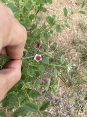Hermannia boraginiflora