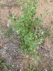Hermannia boraginiflora