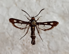 Chamaesphecia nigrifrons