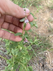 Hermannia boraginiflora