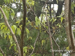 Pericrocotus solaris griseogularis