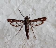 Chamaesphecia nigrifrons
