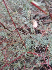 Bassia prostrata