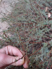 Bassia prostrata