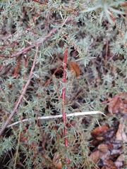 Bassia prostrata