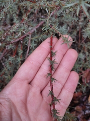 Bassia prostrata