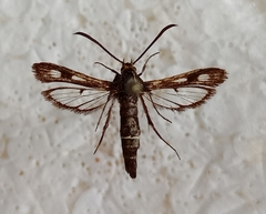 Chamaesphecia nigrifrons