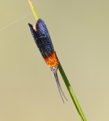 Plectrotarsus gravenhorsti