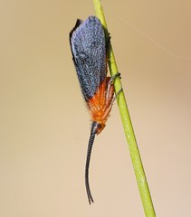 Plectrotarsus gravenhorsti