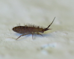 Orchesella multifasciata