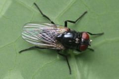 Diptera