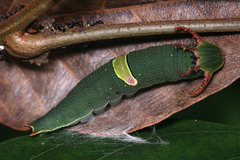 Polyura schreiber