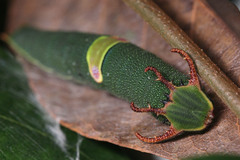 Polyura schreiber