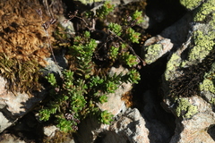 Sedum tenellum