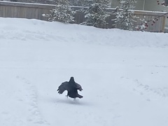 Corvus corax principalis