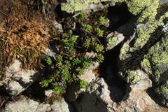 Sedum tenellum