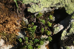 Sedum tenellum