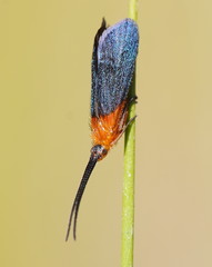 Plectrotarsus gravenhorsti