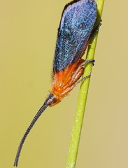 Plectrotarsus gravenhorsti