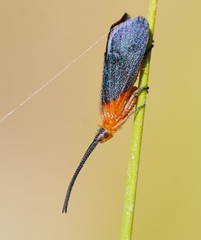 Plectrotarsus gravenhorsti