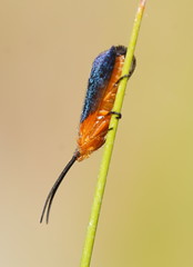 Plectrotarsus gravenhorsti