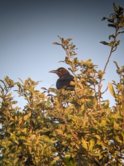 Quiscalus mexicanus