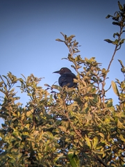 Quiscalus mexicanus