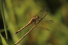 Orthetrum machadoi