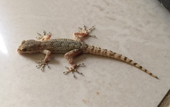 Mediodactylus kotschyi