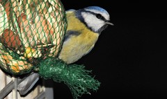 Cyanistes caeruleus