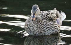 Anas platyrhynchos