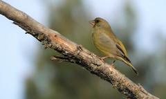 Chloris chloris