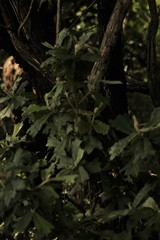 Tarchonanthus trilobus