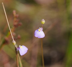 Utricularia grampiana