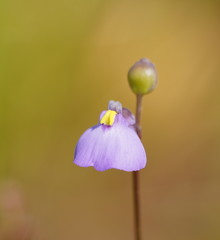 Utricularia grampiana