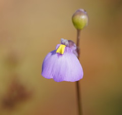 Utricularia grampiana