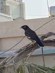 Acridotheres tristis