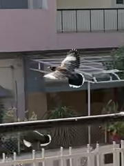 Acridotheres tristis