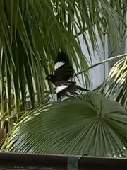 Acridotheres tristis