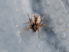 Archaeodictyna consecuta