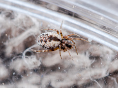 Archaeodictyna consecuta