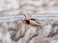 Archaeodictyna consecuta